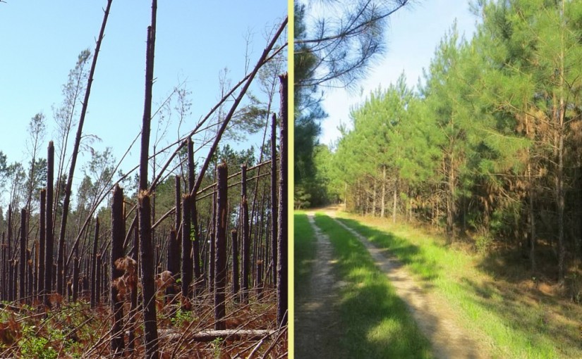 Risk management: a way of framing woodland management decisions