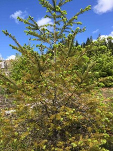 Considering Assisted Migration for Trees in a Changing Climate
