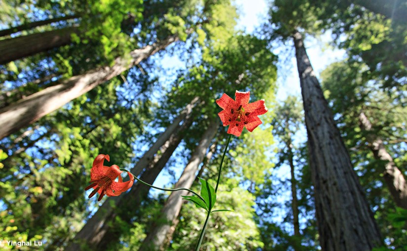 Forest Digest – Week of May 23, 2016