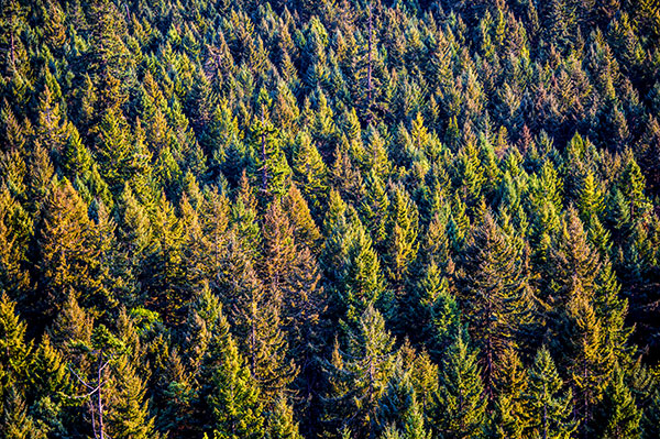 Forest Digest – Week of May 9, 2016