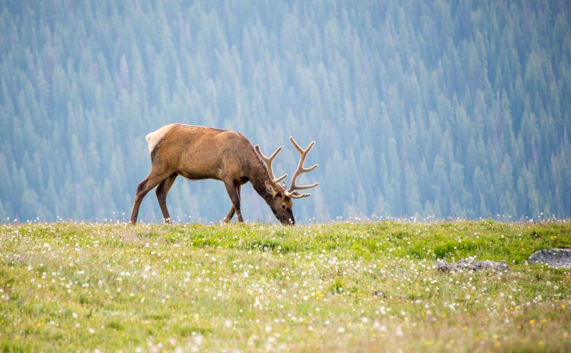 Experience Autumn in the Rockies: Getting to Know the Majestic Elk