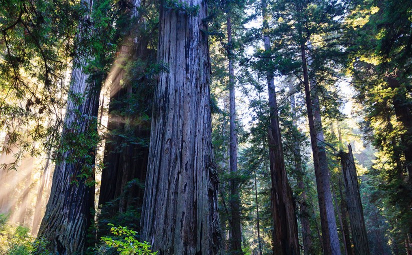 Forest Digest – Week of May 16, 2016