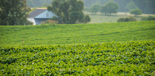 U.S. Soybeans Help Feed the World