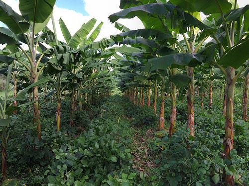 Secretary Vilsack Visits Puerto Rico to Talk Climate Change and Caribbean Agriculture