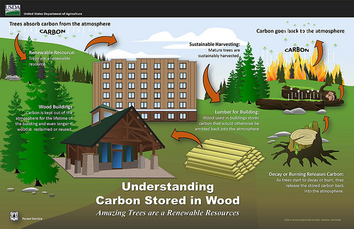The Wonders of Wood Buildings