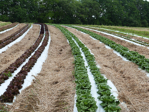 Sustainably Growing Vegetables in a Changing Climate: It’s about Working Together
