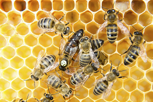 Reversing Pollinator Decline is Key to Feeding the Future