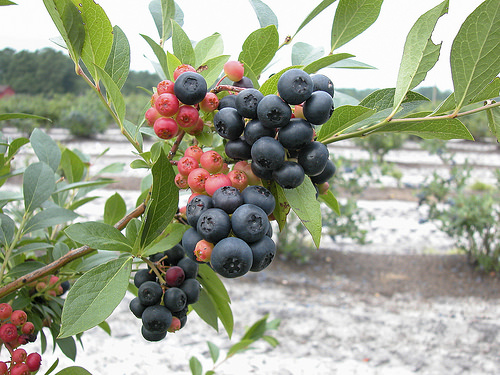 Celebrating the Highbush Blueberry’s Centennial