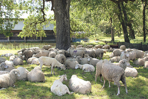 UC Sheep Shearing School Prepares Students for Gainful Employment