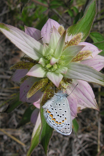 Pollinator Week: Celebrating Blue Butterflies on the Great Lakes