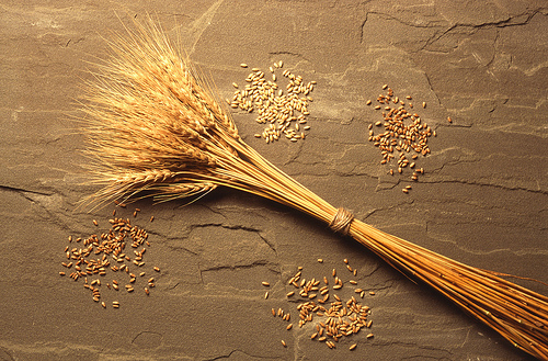 Ripe for Trade – GIPSA Helps It Happen