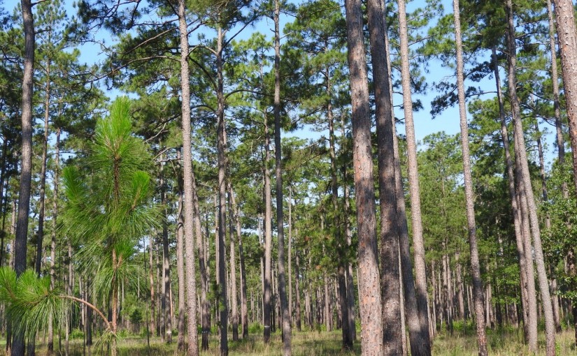 A Long-Term Investment: Restoring the Longleaf Pine Forests of the Southeastern U.S.