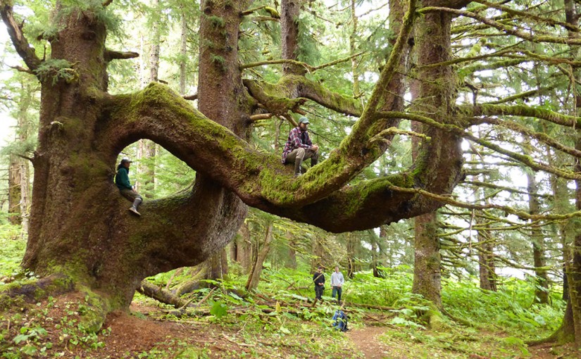 Discover 5 of America’s Old-Growth Forests