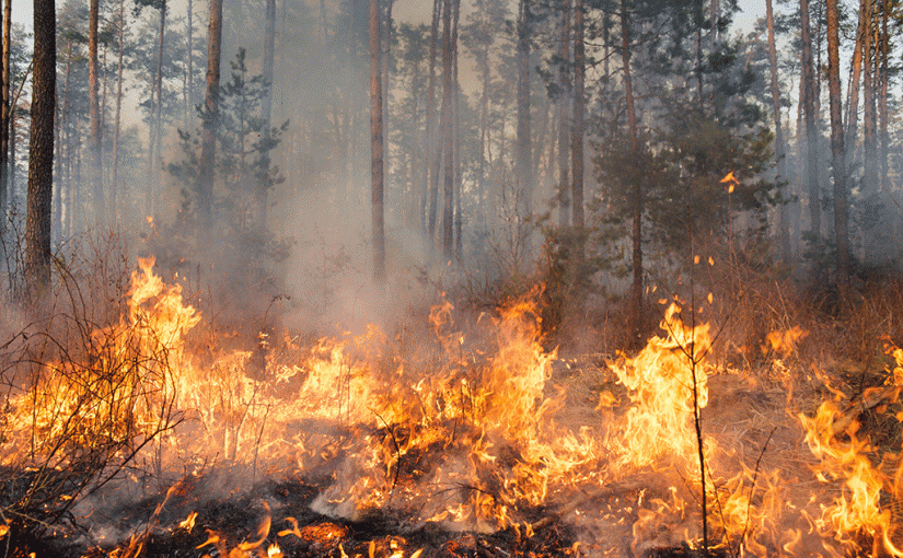 Forest Digest — Week of June 20, 2016