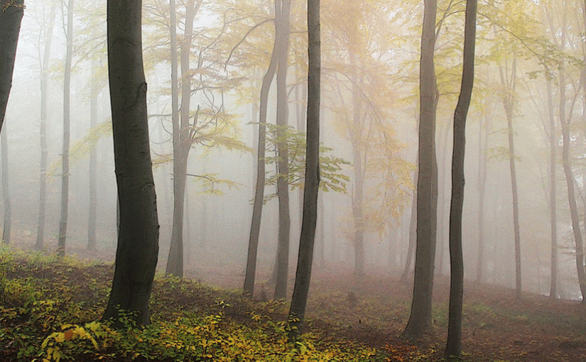 Forest Digest – Week of June 6, 2016