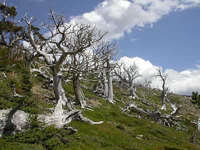 Forest Digest — Week of July 25, 2016