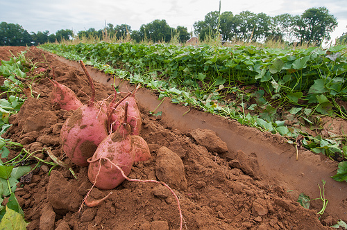 Crop Insurance Continues to Strengthen Rural Communities