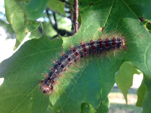 The Very Hungry Caterpillar is Real, and It’s More Than Just a Nuisance