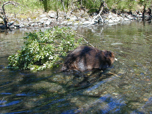 Alaska Beavers Entertain Web Cam Viewers Around the World