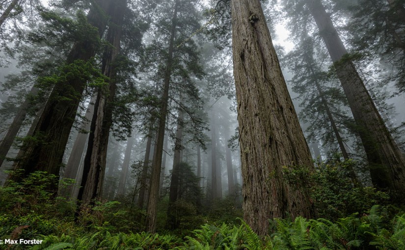 Forest Digest — Week of July 4, 2016
