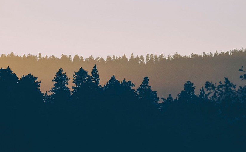 How Much are Forests Worth?