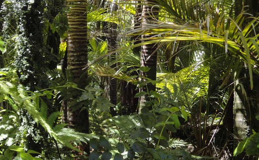 Forest Digest — Week of July 11, 2016