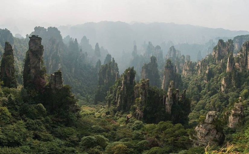 Forest Digest — Week of June 27, 2016
