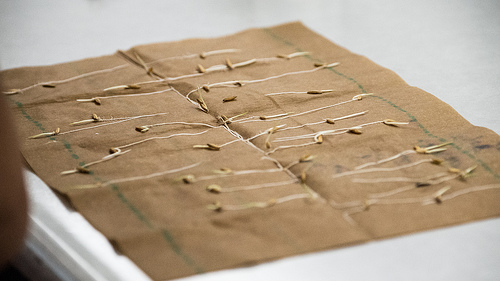 Seed Businesses Saving Money Thanks to Canadian Trade Deal