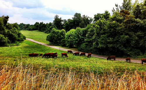 USDA Market News Reporters Know Beef