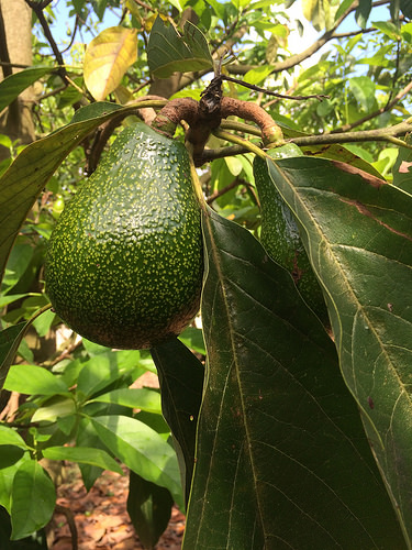 Getting a Summer Staple to Market at Peak Maturity