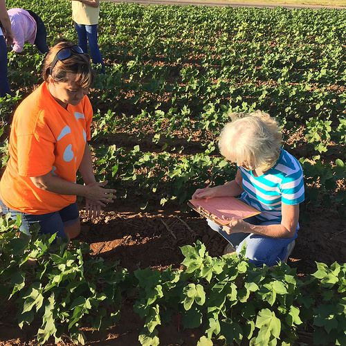 When it Comes to Cotton, Texas Rules