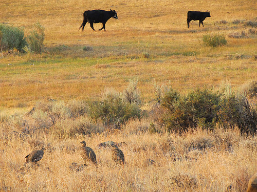 Report: Maintaining Sagebrush-Covered Landscapes Keeps Water on the Land for Ranchers and Wildlife