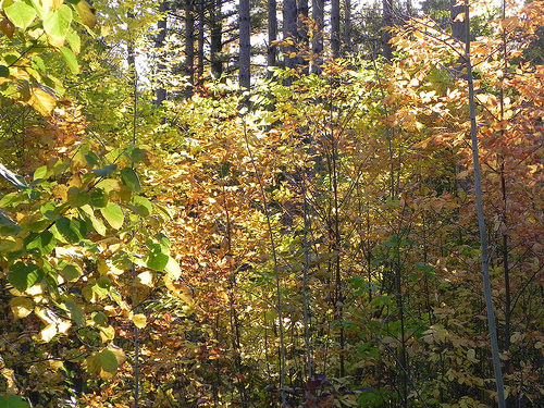 Drought in the Northern Forests?