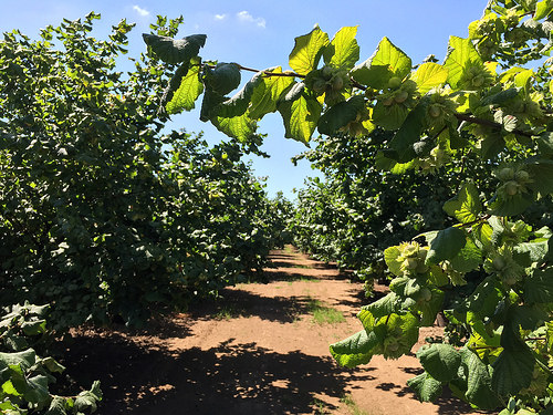Measuring Hazelnuts in Oregon