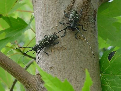 Now is a Good Time to Look for and Report Signs of Asian Longhorned Beetle Damage on Trees