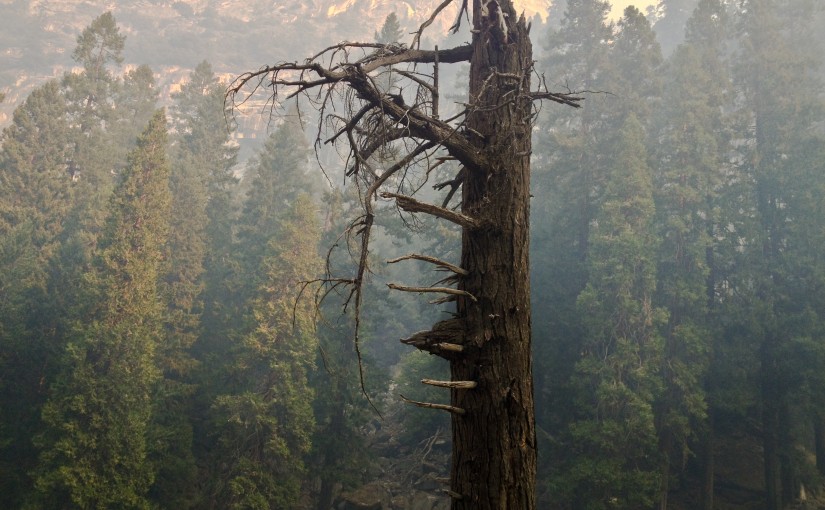 Forest Digest — Week of August 22, 2016