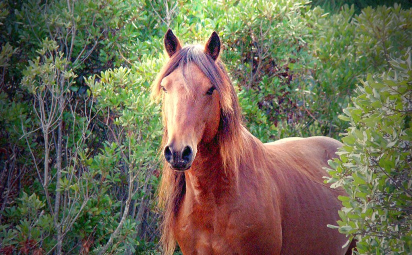 Habitat for Horses
