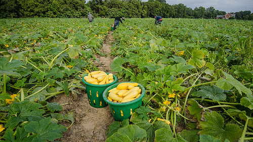 Strengthening U.S. Farm Labor through Surveys