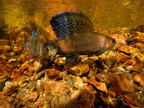 Good Land Management Helps Clean Waterways, Wildlife Rebound