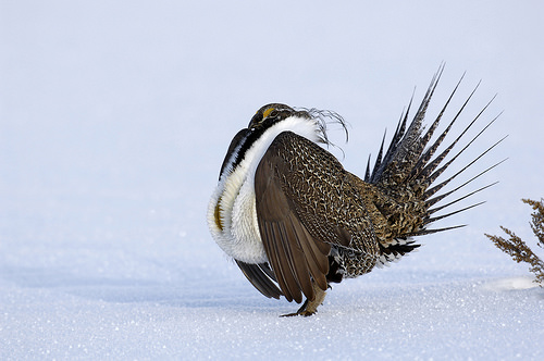 New Research Provides Insights into Sage Grouse DNA