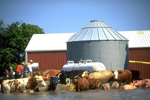 Prepare Livestock and Animals Ahead of Severe Weather