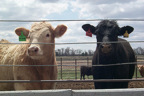 Working with Livestock Industry to Provide Critical Market Intelligence