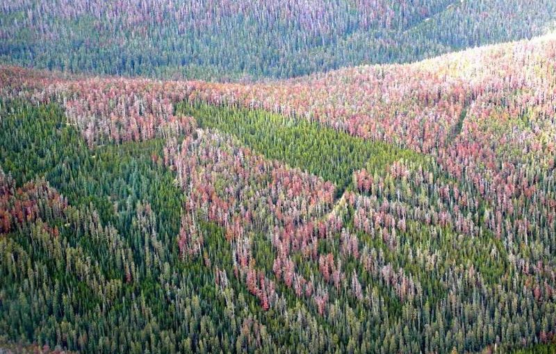 Forest Digest — Week of September 19, 2016
