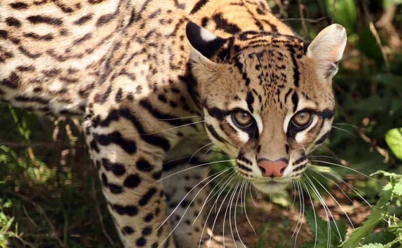 National Wildlife Day to be Celebrated on September 4th!