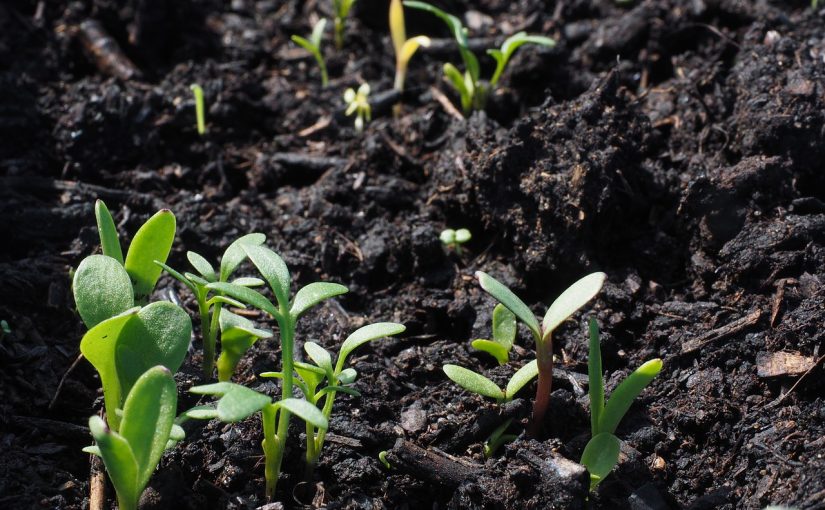 Getting Serious about Soil Part 1: An Introduction to the Importance of Our Soil