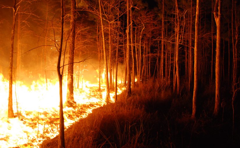 Forest Digest — Week of September 5, 2016
