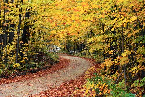 Forest Digest — Week of August 29, 2016