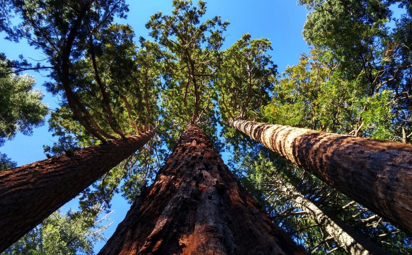 2016 Champion Trees Announced