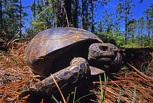 5 Ways Landowners Give Shell-ter to the Gopher Tortoise