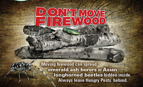 As the Weather Cools, Your Firewood Choices Matter